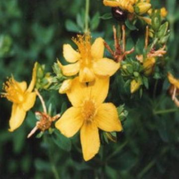 St. Johns Wort Extract Powder